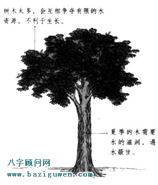 木命人生于夏季