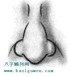 面相算命图解悬胆鼻