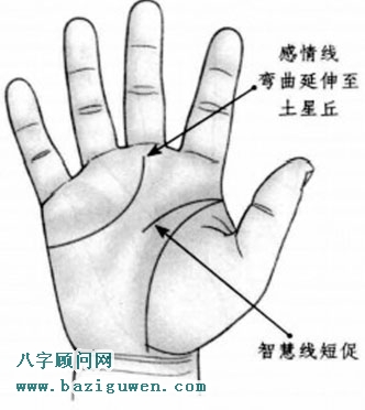 智慧线短感情线弯曲延伸到土星丘