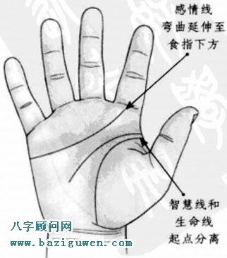 感情线弯曲延伸至食指下方智慧线和生命线的起点分离