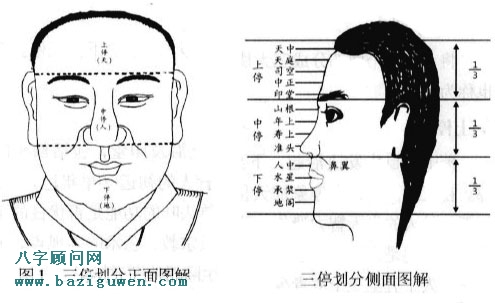面相三停划分图