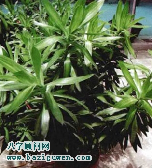 百合竹的开运作用