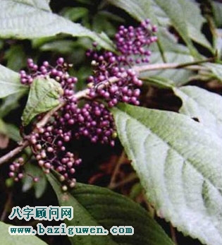 紫珠的开运作用