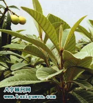 枇杷的开运作用