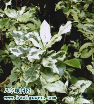 花叶垂叶榕的开运作用