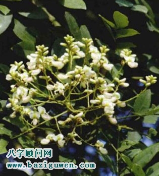 槐树的开运作用