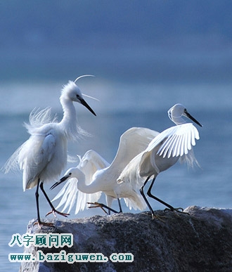 鹭鸶的风水开运作用