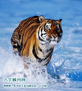 老虎的风水开运作用