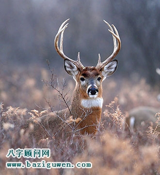 鹿的风水开运作用
