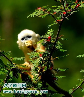 猴的风水开运作用