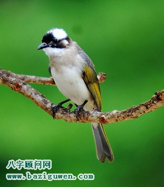 白头翁有哪些风水开运作用