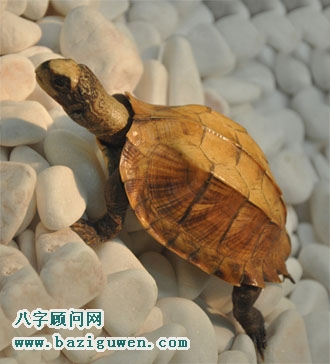 乌龟的风水开运作用