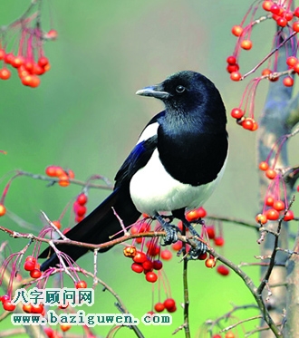 喜鹊的风水开运作用