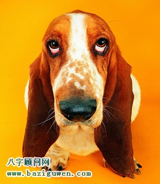 十二生肖狗的风水开运作用